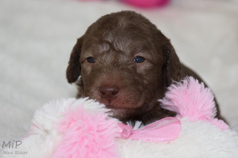 2011-05-15 Puppies Candy & Svet (15).jpg